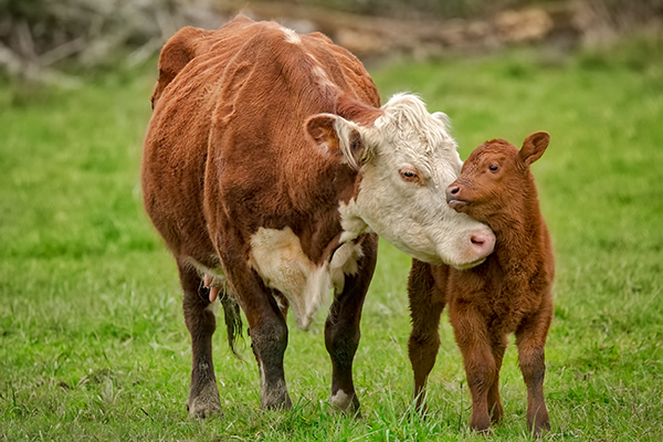 Momma Cow and Calf Sharing a Nuzzle